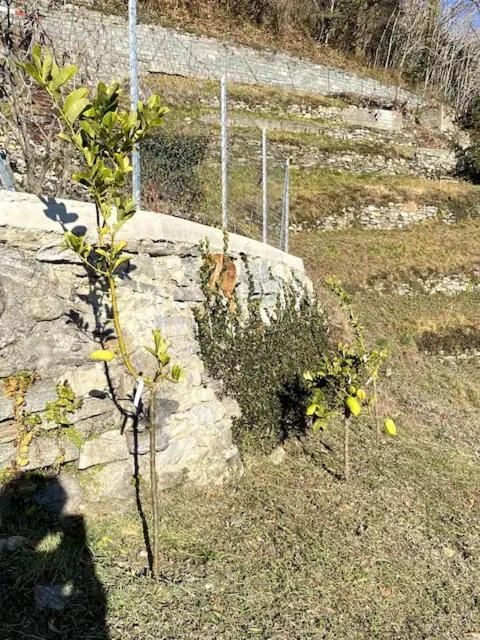 Ca'Gialla Bellinzona Bagian luar foto